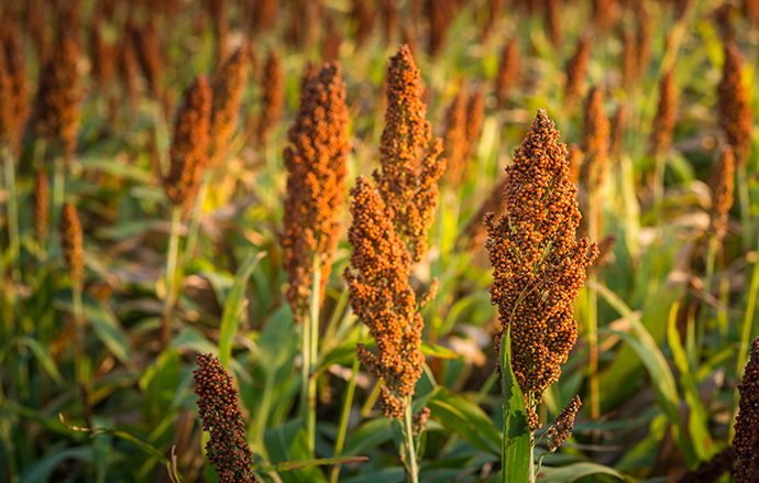 Sorghum - Smart Food