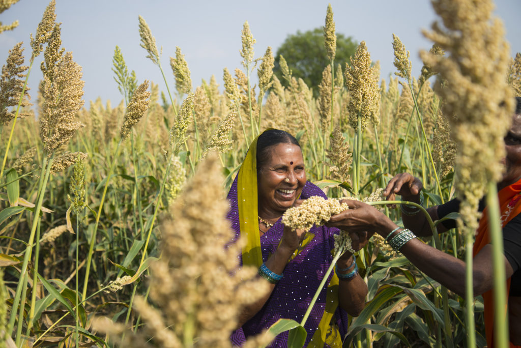 FAO Calls For Boosting Millets To Fight Malnutrition - Smart Food