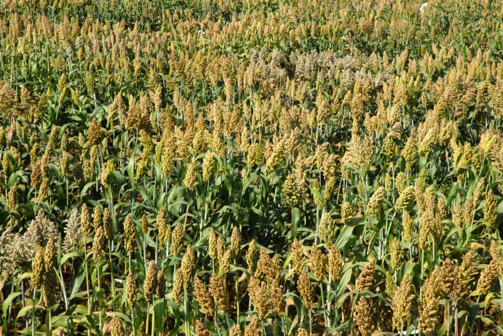 Nigeria to Begin Export of Sorghum - Crops Institute | Smart Food